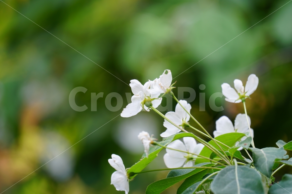 배꽃,식물,자연,플라워,이파리,잎사귀,소요산,flower,nature,한국의자연,한국자연,풍경,landscape,snap,snapshot,스냅,스냅사진,스넵,스넵사진,tree,country,시골,숲,숲속,forest,한국풍경,한국적인,식물,자연,plants,nature,꽃,flower