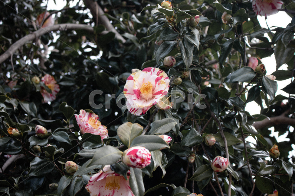 동백,동백나무,줄무늬,분홍색,꽃,식물,식물,자연,plants,nature,꽃,flower