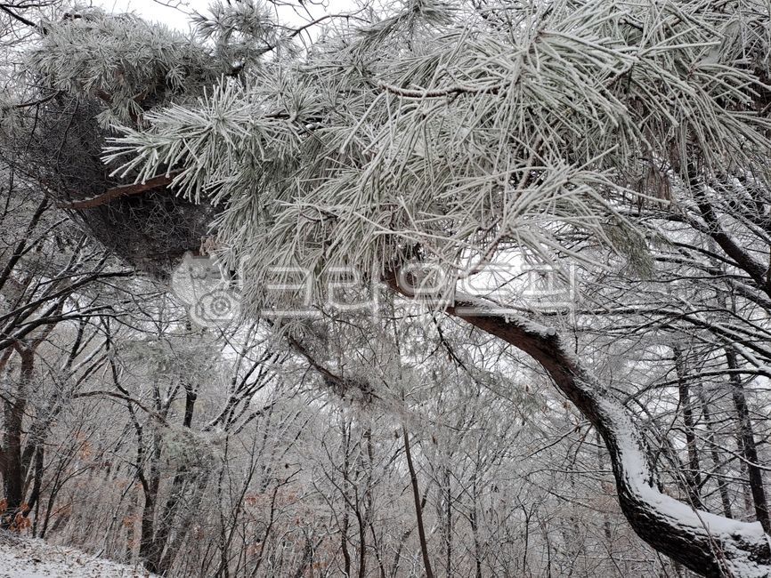 blossomofsnow,눈꽃,상고대,겨울산,겨울풍경,frost,서리,겨울나무,snow,눈,tree