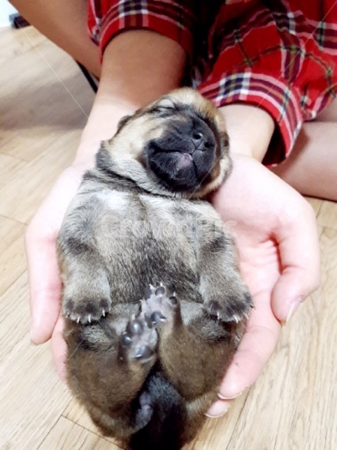 동물,새끼강아지,멍멍,똥개,사랑스런,동물,animal,포유류,mammal,개,강아지,dog,doggy