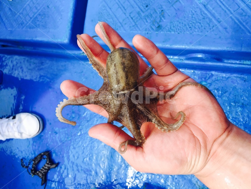 쭈꾸미,낚시,쭈꾸미낚시,바다낚시,배낚시,어류,물고기,fish