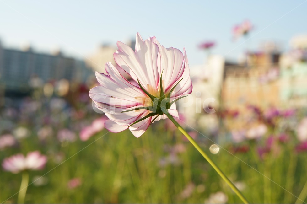 코스모스,꽃잎,가을,가을날,cosmos,flower,flowers