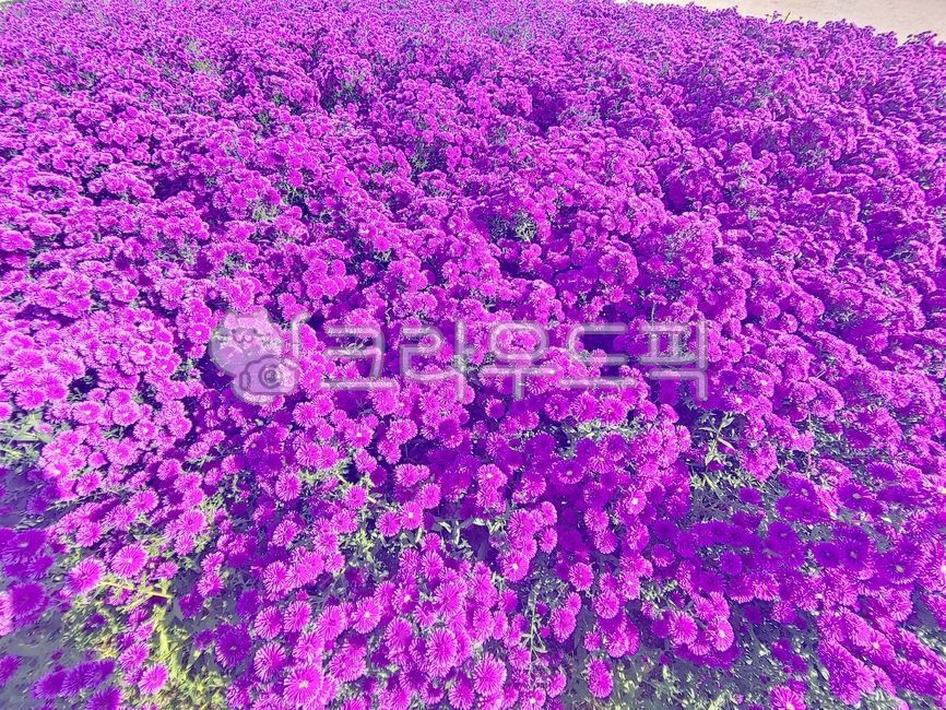 purple,보라,보라색꽃,가을꽃들판,가을,보라색들판