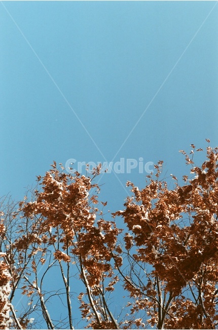 나무,하늘,자연,식물,나뭇가지,겨울,겨울,계절,winter,season,식물,자연,plants,nature,감성,sensible,feeling