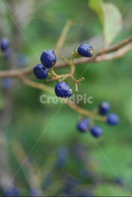 명성산,철원군,자연,열매,나무,식물,자연,plants,nature,과일,열매,fruit