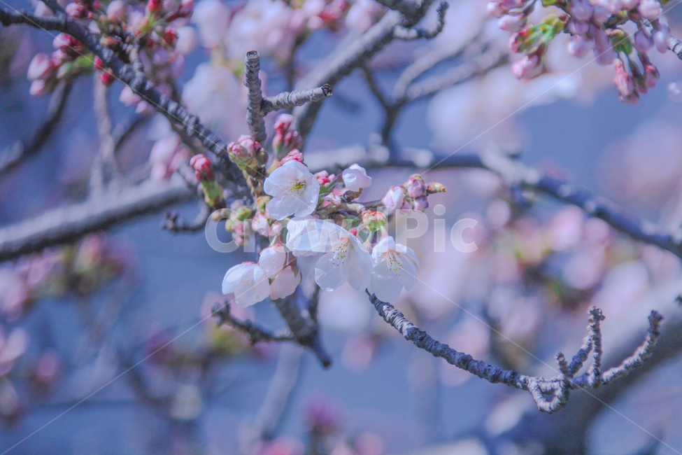 봄,벚꽃,매화,꽃,분홍,핑크,색깔,색감,색상,자연,풍경,계절,spring,blossom,cherryblossom,flower,pink,봄,계절,spring,season