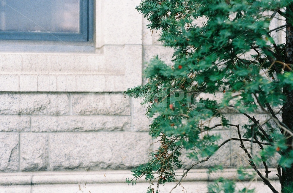 나무,작은열매,나뭇가지,열매,초록잎,식물,plant,tree,초목,식물,자연,plants,nature