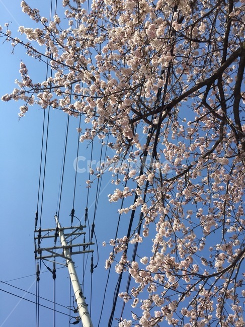 봄,벚꽃,분홍,삼척,전깃줄,전봇대,하늘,나무