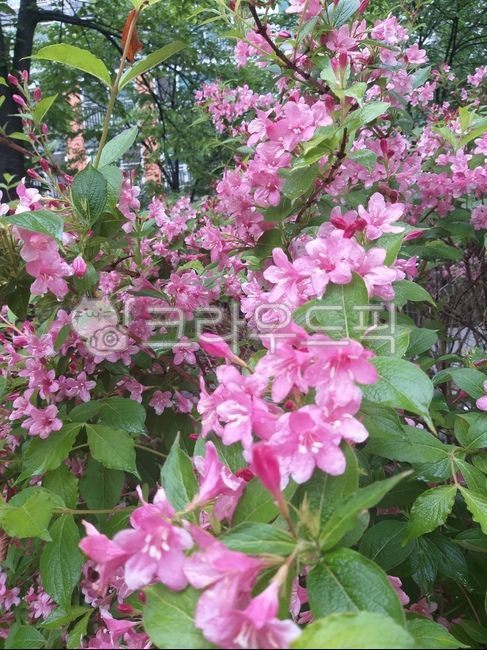 green,natuer,nature,tree,patterned bottle flower tree,bottle flower tree,flower,pink bottle flower tree,spring,wildflowers,outdoors,background,plant,red bottle flower tree,tree flower,pink red,tricolor bottle flower tree