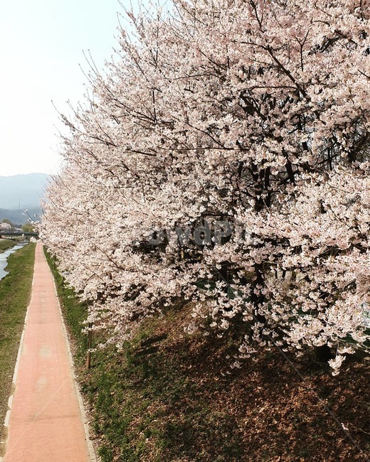 봄,벚꽃,길,산책길,꽃길,spring,cherryblossoms,flower,HanRiver,나무,tree