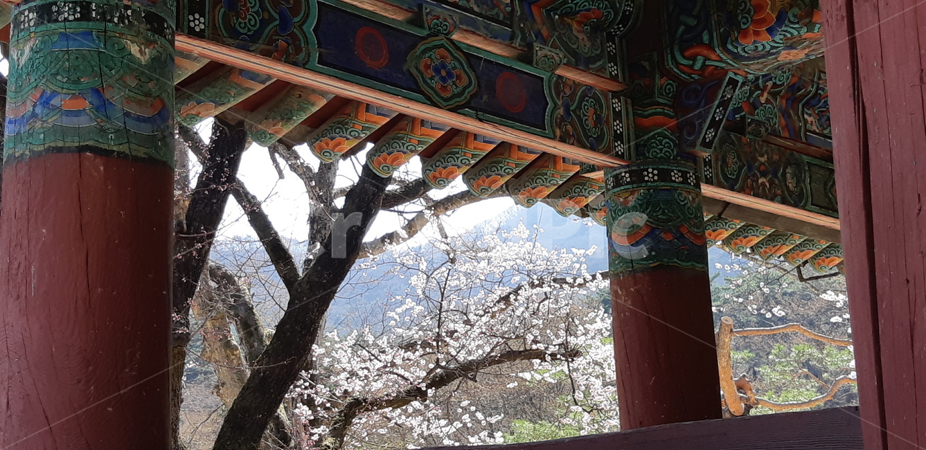 풍경,자연풍경,꽃,봄,landscape,flower,spring,한국전통,한국문화,korean traditional,korean culture,건축물,건물외관,exterior,building,structure,architecture,construction