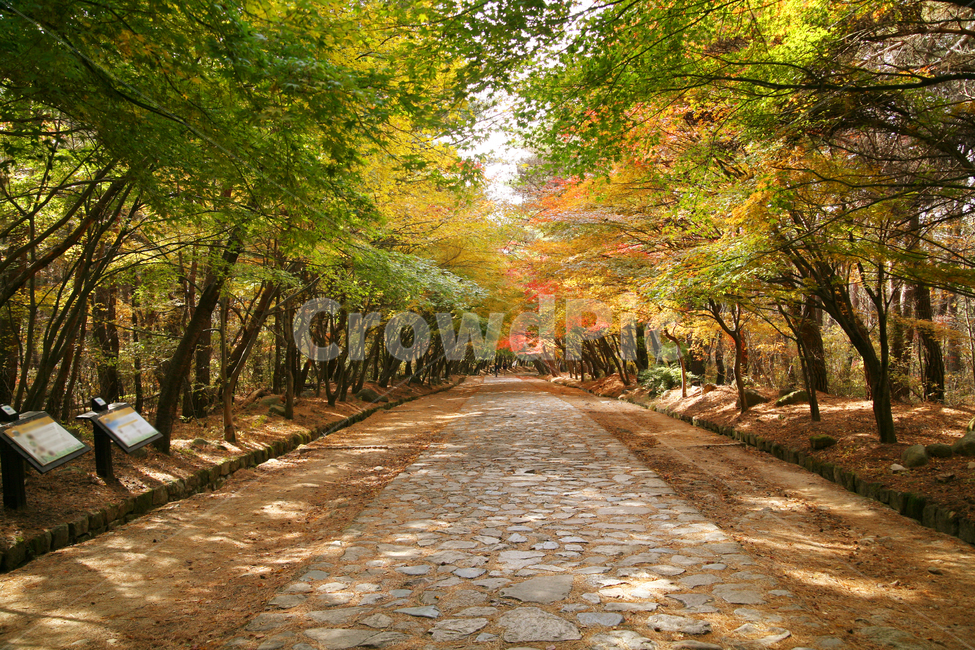 가을,경주,산책길,등산로,단풍,나무,식물,낙엽,길,가을,계절,fall,autumn,season,자연,풍경,nature,landscape,plant,path,통로,tree