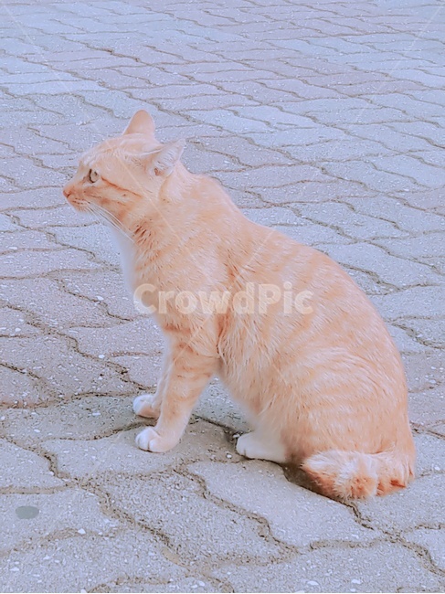 고양이,길고양이,노란고양이,하늘,귀여움,동물,animal,포유류,mammal,고양이,cat,kitten,kitty
