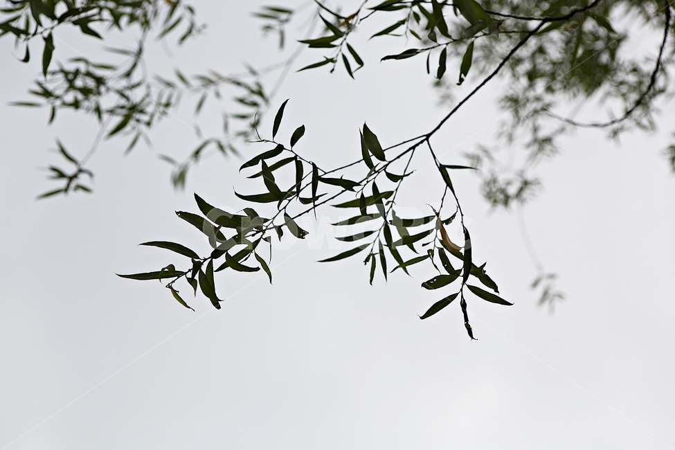 버들잎,버드나무,나무,나무잎,배경,식물,자연,plants,nature