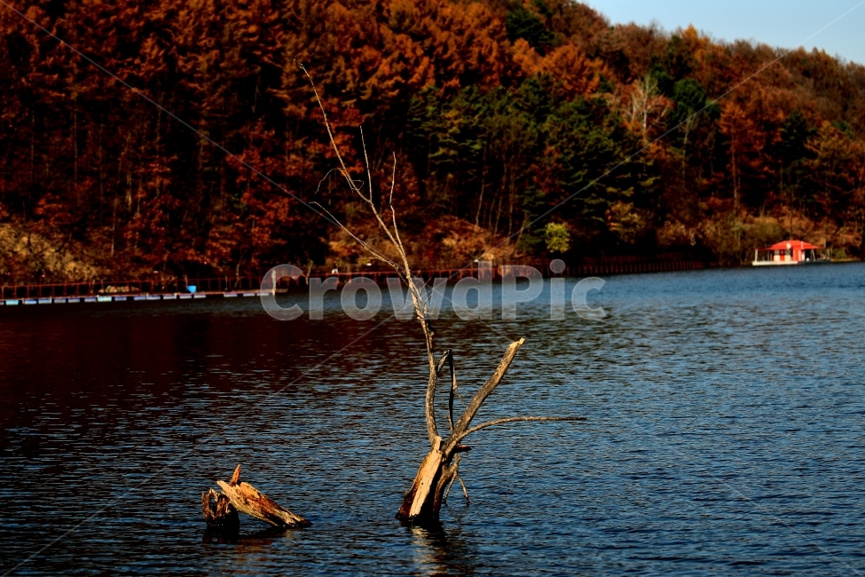가을,저수지,추위,외로움,고독,가을,계절,fall,autumn,season,식물,자연,plants,nature,나무,trees,wood,water,물,outdoors,옥외