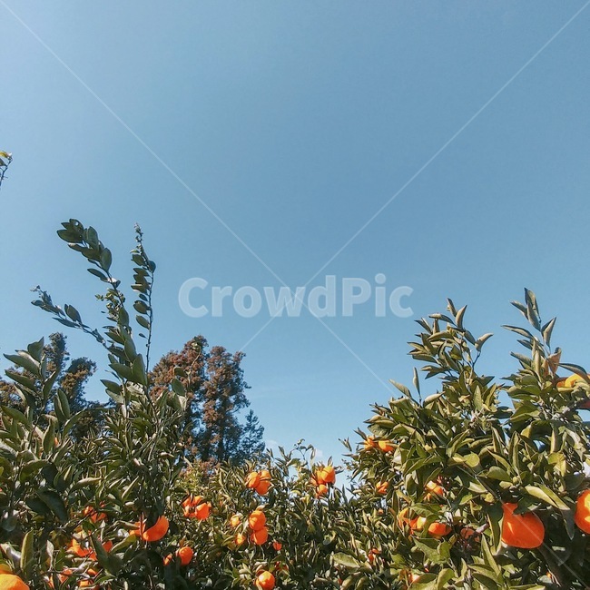 감성,배경,귤,하늘,푸른,감성사진,배경화면,귤나무,제주도,과일,열매,fruit