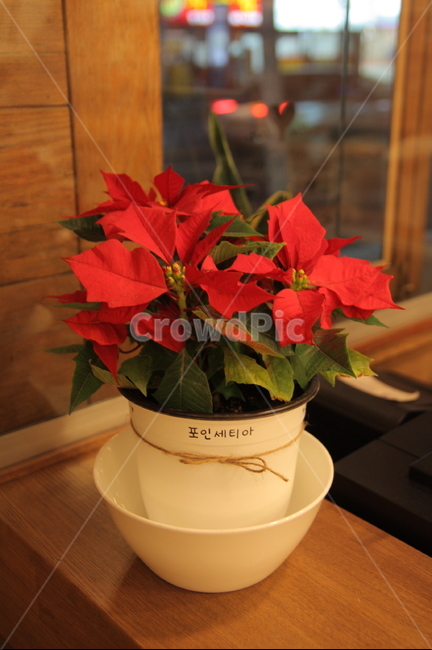 포인세티아,poinsettia,크리스마스꽃,크리스마스화분,꽃,성탄절꽃,겨울꽃,화분,크리스마스리스