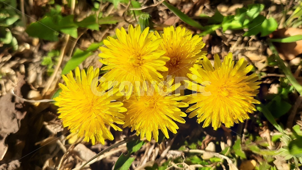 plant,식물,blossom,꽃,flower,민들레