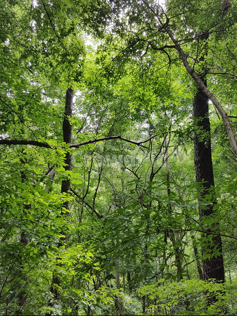 plant,식물,tree,나무,나무줄기,treetrunk,초록,green,자연,nature,환경,environment