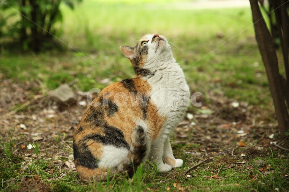 고양이,숲,나무,삼색고양이,풀,자연,cat,동물,animal,포유류,mammal,고양이,cat,kitten,kitty