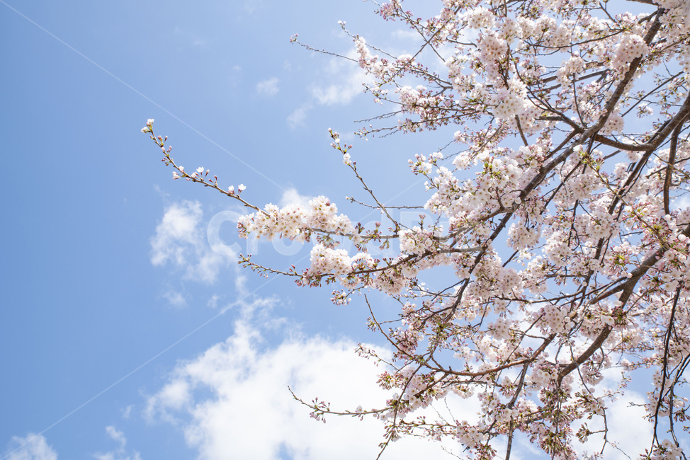 벚나무,벚꽃,봄,봄꽃,꽃나무,plant,식물,blossom,꽃,flower