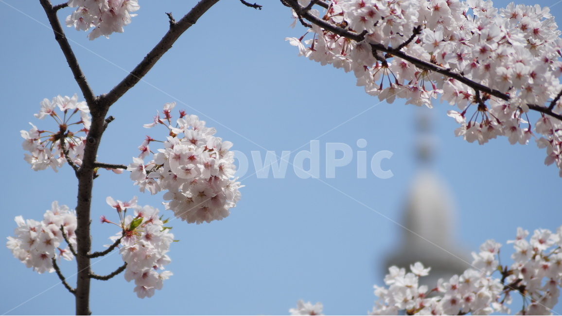 꽃,벚꽃,벚꽃축제,자연,풍경,봄,계절,spring,season,식물,자연,plants,nature,꽃,flower,plant,cherry blossom,blossom