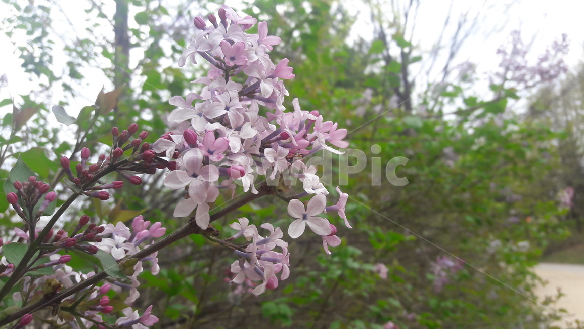 자연,봄,꽃,공원,맑음,식물,자연,plants,nature,꽃,flower