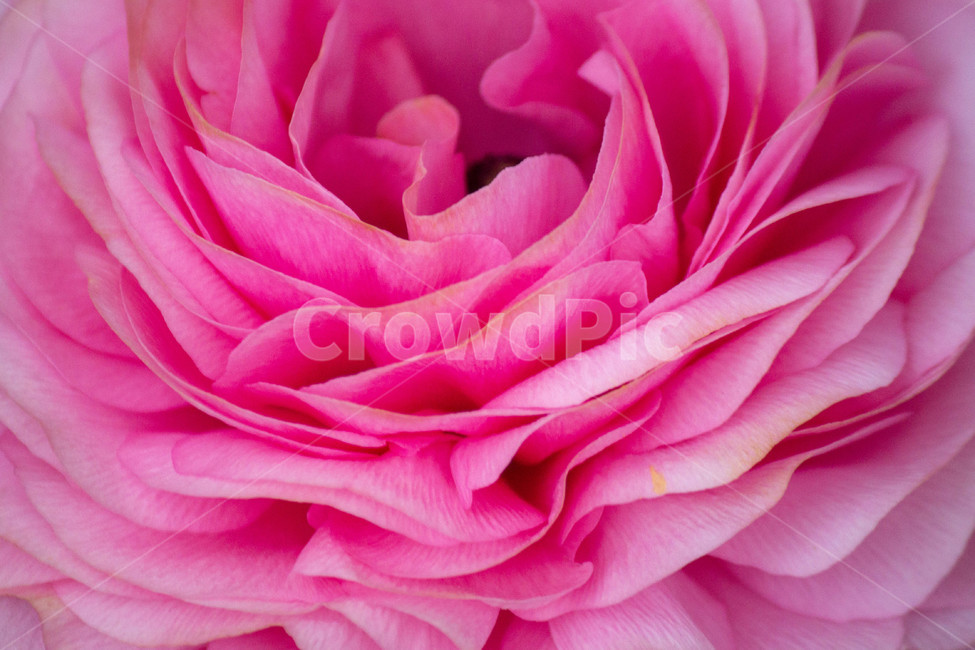꽃,접사,확대,꽃잎,피다,식물,자연,plants,nature,꽃,flower