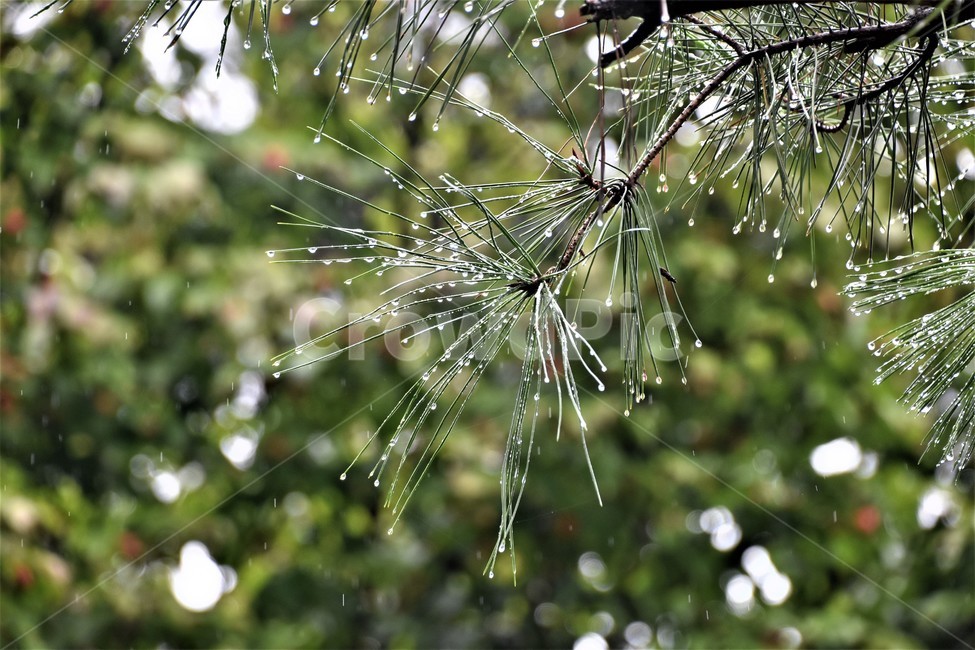 소나무,빗방울,물방울,소나무가지,자연,식물,자연,plants,nature,비,비오는날,rain,rainy