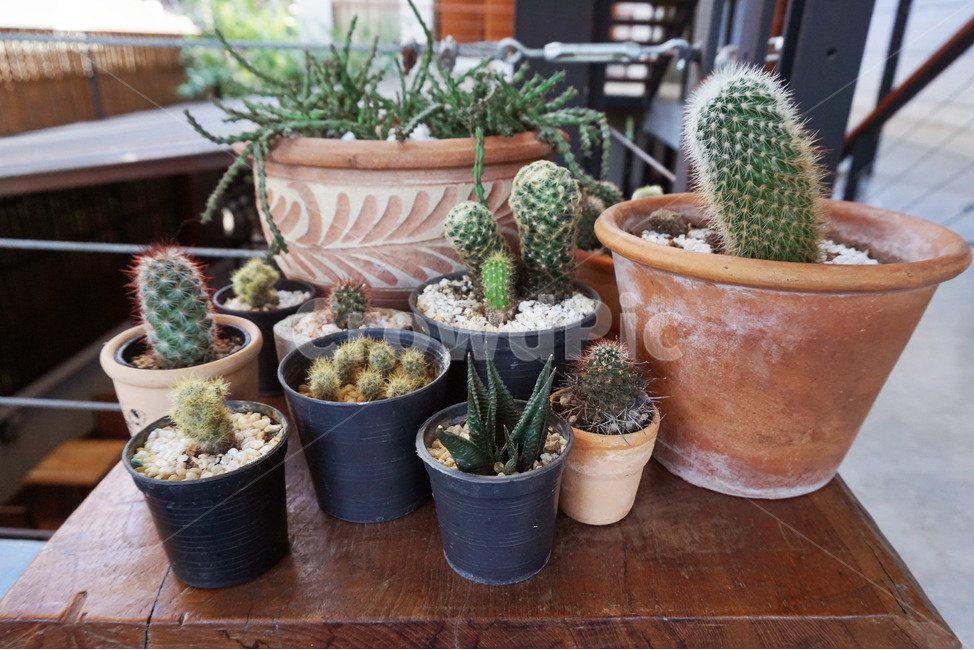 플랜테리어,선인장화분,인테리어,plant,식물,cactus,선인장,실내용화초,화분,화초,house plant