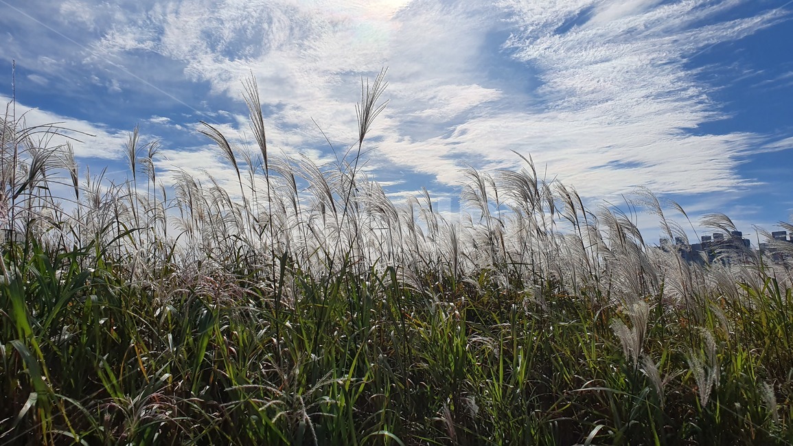 plant,식물,grass,갈대,lawn,sky,하늘,가을