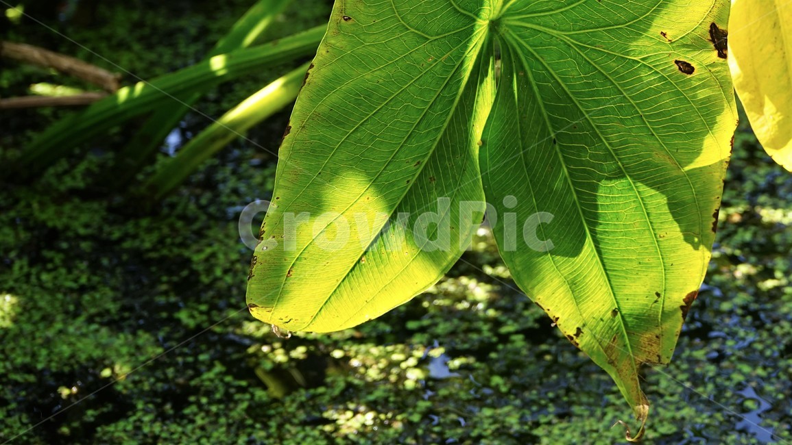 녹색,숲,초가을,자연,nature,green,fall,autumn,sky,blue,backlight,sunlight,leaves,plant,yellow,식물,자연,plants,nature