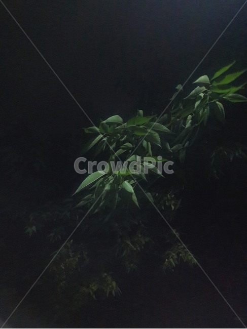 나뭇잎,풀,나무,새벽,자연,초록색,배경화면,background,plant,green,감성,밤