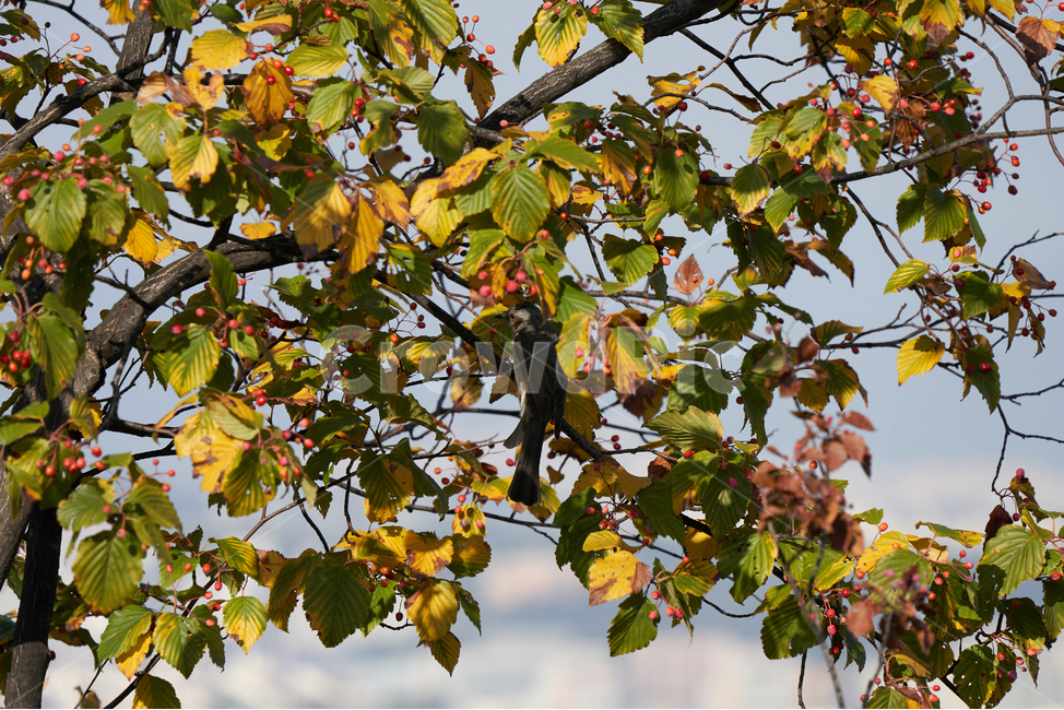 식물,나무,나뭇잎,자연,열매,식물,자연,plants,nature,나무,trees,wood,동물,animal,조류,새,birds
