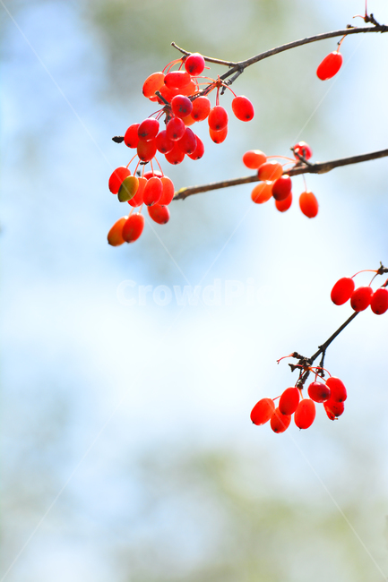 열매,식용,산수유,약용,빨강색,가을이미지,결실,작은열매,가을배경,fall,autumn,food,약용식물,건강식품,잘익은,씨앗,식물,자연,plants,nature,과일,열매,fruit