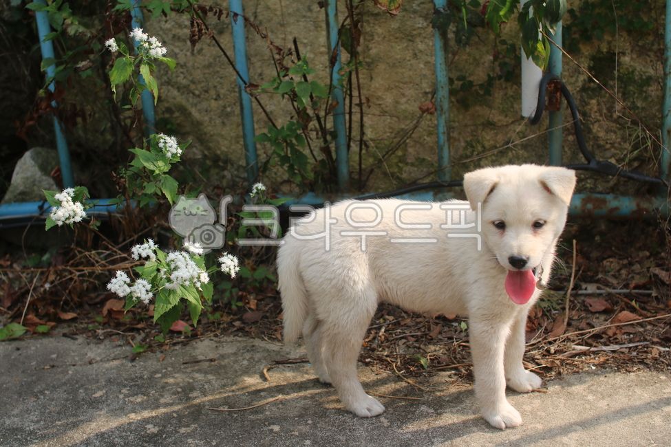 강아지,개,진돗개,아기진돗개,어린이진돗개,dog