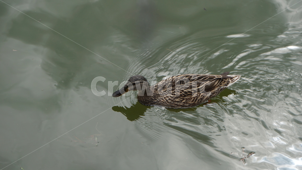 오리,호수,물결,duck,물새,동물,animal,조류,새,birds