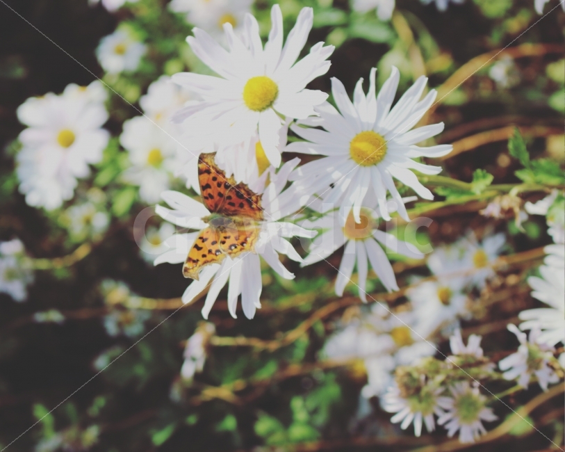 꽃,감성사진,식물사진,풍경사진,가을,취미,사진,DSLR,크라우드픽,식물,자연,plants,nature,꽃,flower,곤충,벌레,insect,bug,감성,sensible,feeling