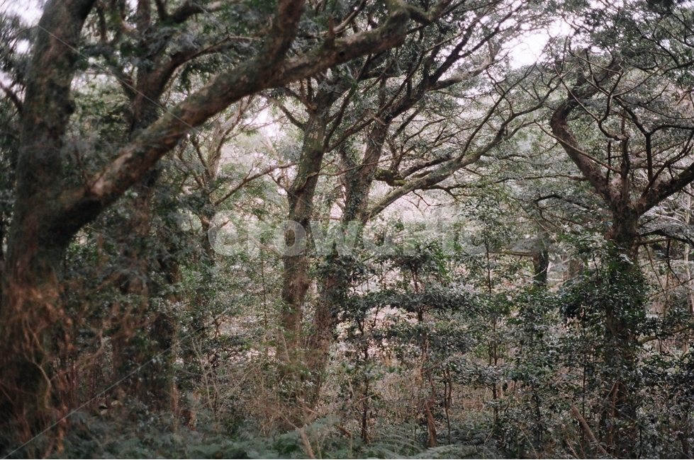 제주도,jejudo,비자림,숲,forest,나무,tree,자연,겨울,자연,풍경,nature,landscape,식물,plants,나무,trees,wood,감성,sensible,feeling,plant,tree trunk,나무 줄기