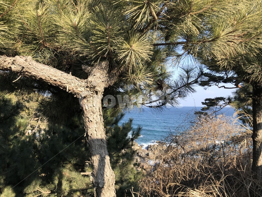 나무,바다,풀,초록색,소나무,자연,풍경,nature,landscape,나무,trees,wood,tree,plant,식물