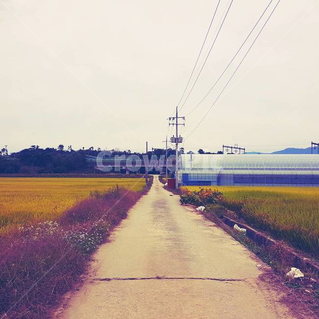 논,밭,시골,힐링,귀농,풍경,금빛,꽃,시골길,고향,도로,road