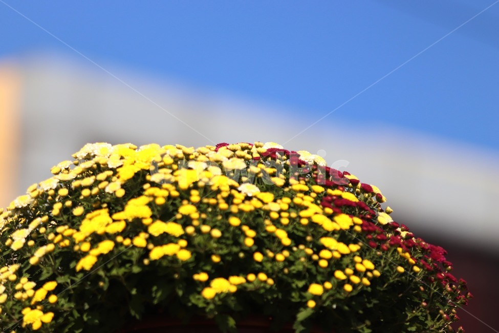 가을,국화,식물,꽃,flower,식물,자연,plants,nature,꽃,flower