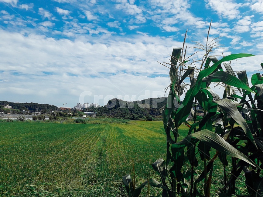 밭,여름밭,농사,summerlandscape,여름풍경,agriculture,sky,landscape