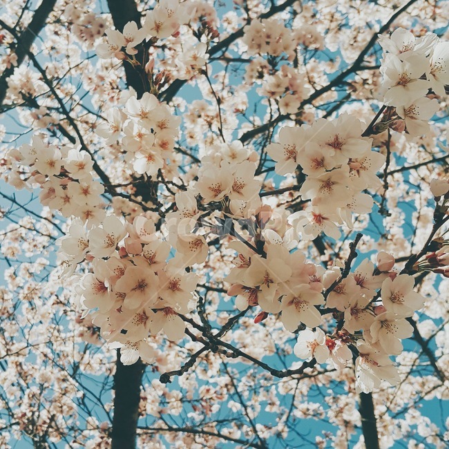 벚꽃나무,벚꽃만개,벚꽃,꽃,blossom