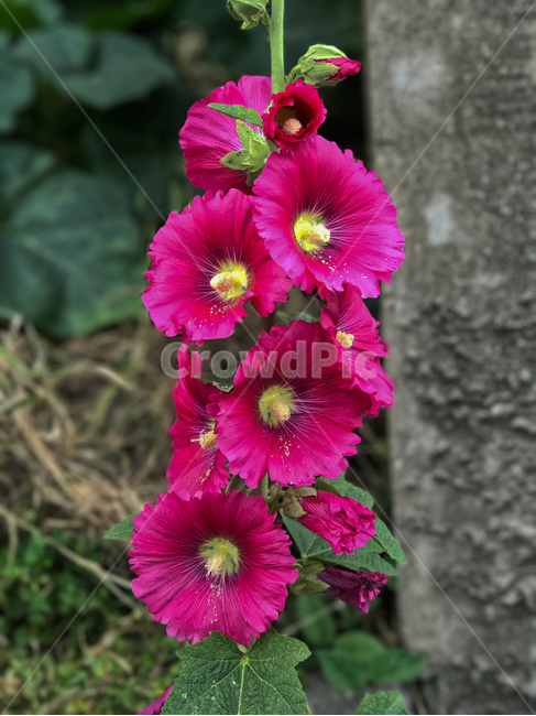 꽃,식물,나팔꽃,정원,성장,초록,분홍,야외,beautiful,beauty,bloom,blossom,bouquet,closeup,color,colorful,flora,floral,flower,fresh,garden,green,growth,ipomoea,leaf,morningglory,natural,nature,pink,plant,summer,자연