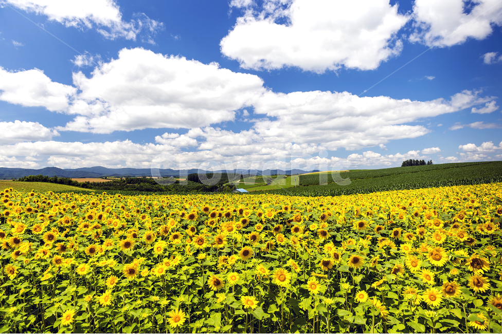 해바라기,구름,파란하늘,평원,평화,여름,계절,summer,season,가을,fall,autumn,자연,풍경,nature,landscape,식물,plants,꽃,flower,outdoors,옥외,field,들,grassland,목초지