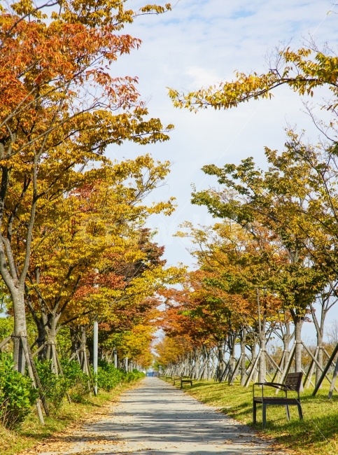 가을,낙엽,단풍,나무,길,의자,벤치,공원,메타세콰이어,가을풍경,쓸쓸한,외로운,계절,영도,아미르공원,부산,조용한,구름,하늘,맑음,햇빛,잔디,가을,계절,fall,autumn,season,자연,풍경,nature,landscape,휴식,힐링,rest,relaxation,healing,tree,plant,식물