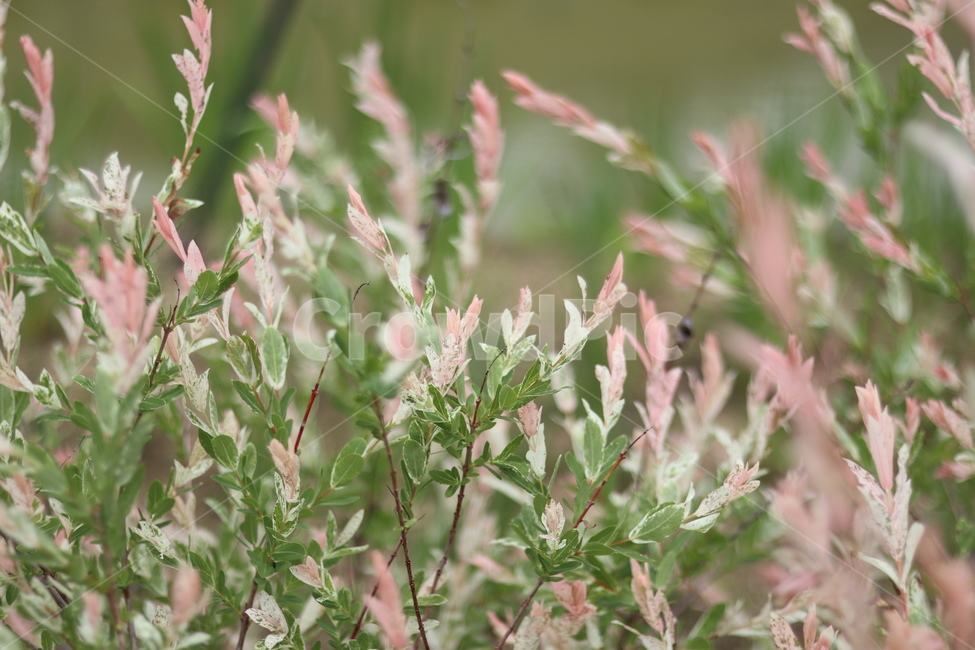 오색버드나무,자연,풍경,핑크,흰색,봄,식물,자연,plants,nature