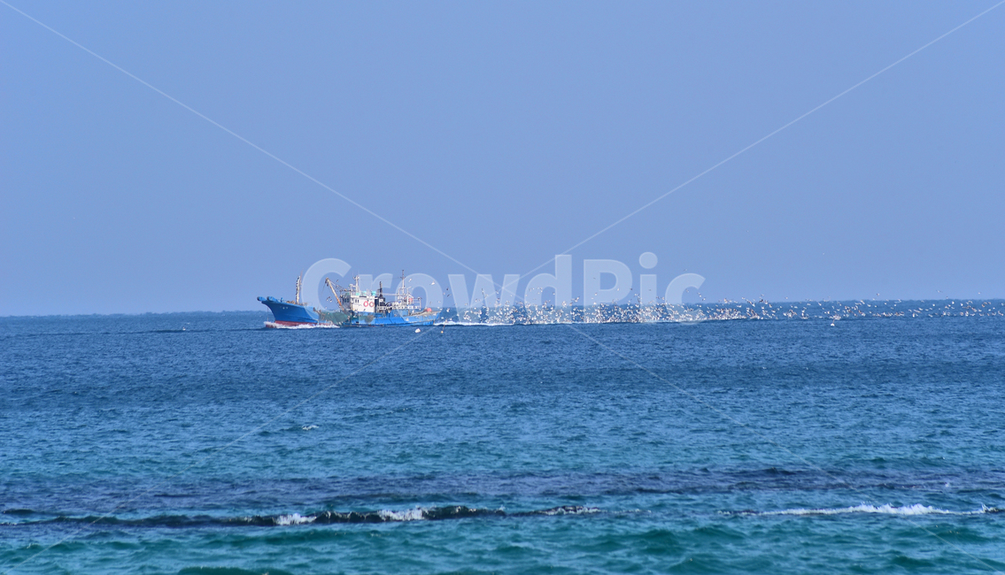 바다,어선,만선,갈매기,선박,배,물결,sea,watercraft,파도,웨이브,어업,fishery,fishing industry
