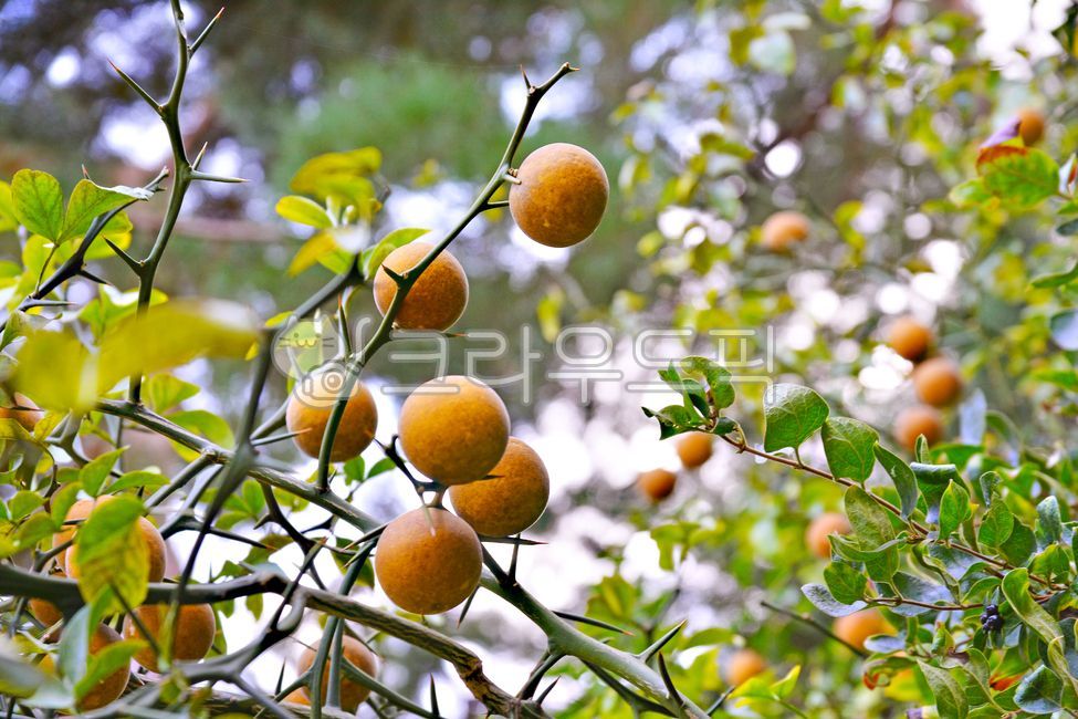 seed,Health functional food,fruit,Rutaceae,tree fruit,yellow,yellow fruit,ornamental,Orange,deciduous tree,Vitamin C,fruition,ripe,Tangja,medicinal plants,tangerine fruit,citrus fruits,Fruit,thorn,tree,food,background,plant,edible,Scent,circle,tangerine t